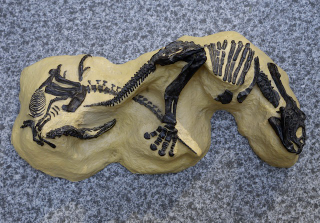 Illustration for article titled Will This Fossil of Two Dueling Dinosaurs Ever Make it to a Museum?